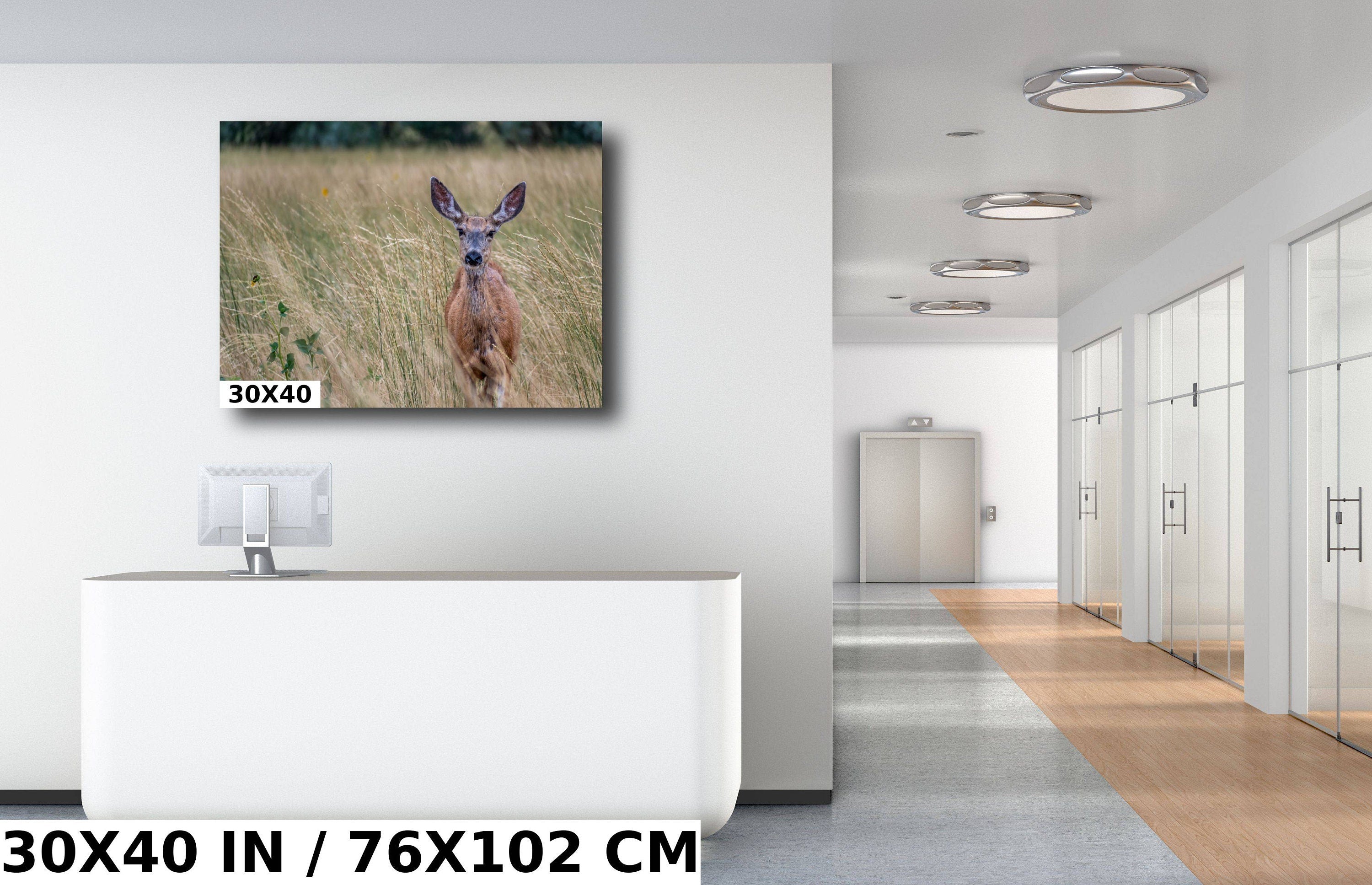 Quiet Meadow Wanderer: Roe Deer at Antelope Island State Park Wall Art Wildlife Photography Metal Acrylic Print