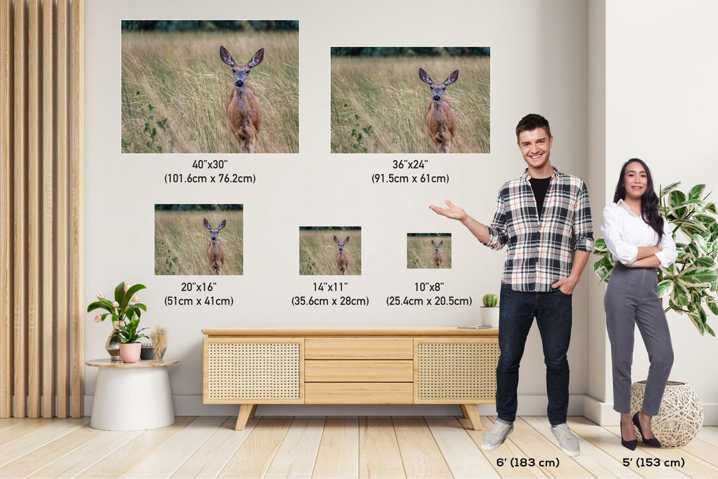 Quiet Meadow Wanderer: Roe Deer at Antelope Island State Park Wall Art Wildlife Photography Metal Acrylic Print