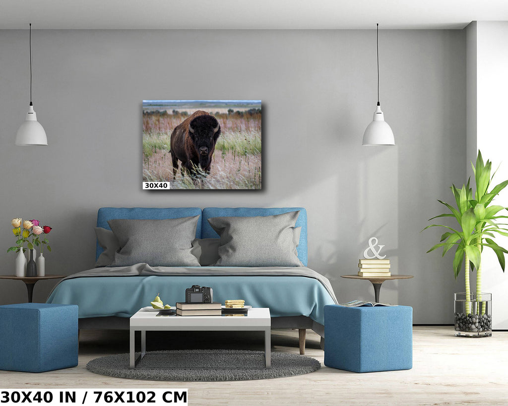 The American Buffalo, Majestic Grassland Giant: American Bison Metal Acrylic Canvas Print Utah Wildlife Photography