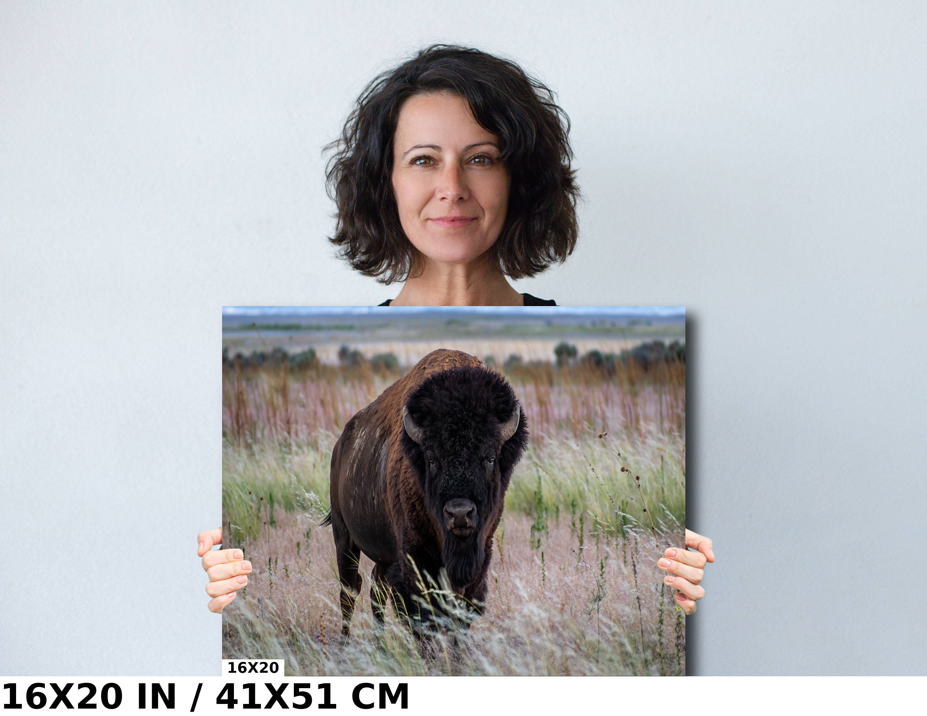The American Buffalo, Majestic Grassland Giant: American Bison Metal Acrylic Canvas Print Utah Wildlife Photography
