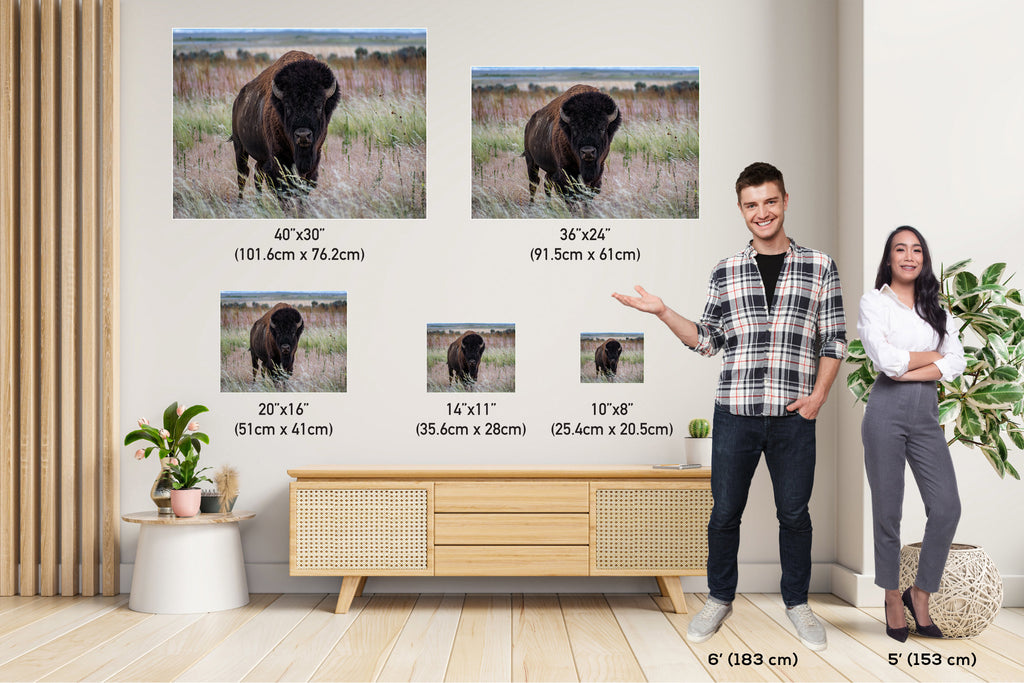 The American Buffalo, Majestic Grassland Giant: American Bison Metal Acrylic Canvas Print Utah Wildlife Photography