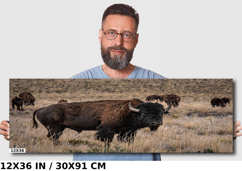 American Bison Photography: Utah Wildlife Metal Canvas Print