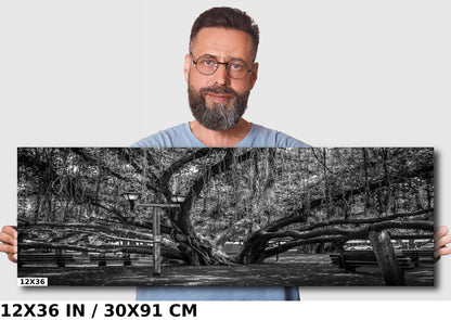 Shade of Serenity: Laihana Hawaii Banyan Tree Black and White Photography Maui Nature Canvas Metal Print Wall Art