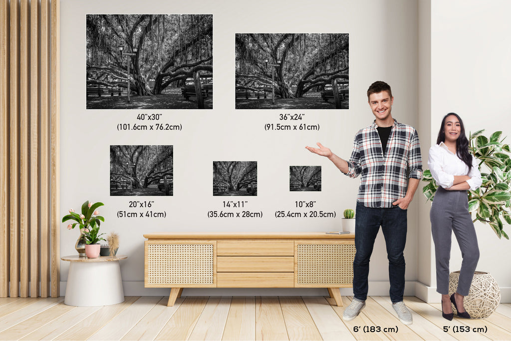 Shade of Serenity: Lahaina Banyan Tree Print Maui Hawaii Black and White