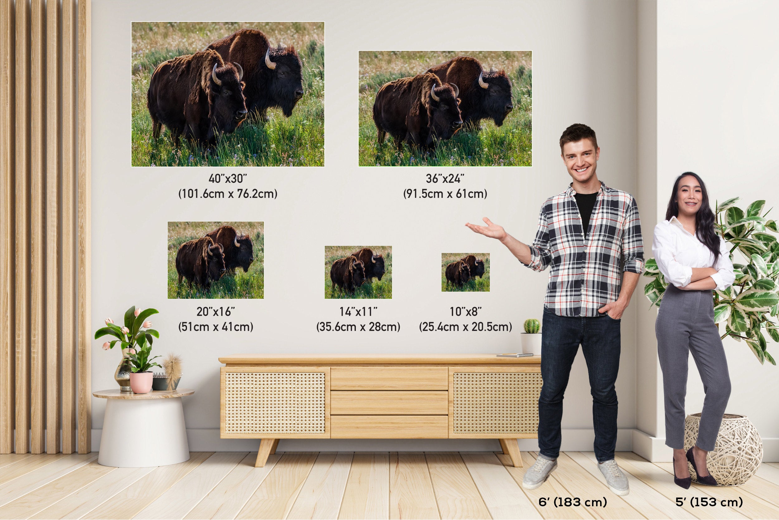 Bison Romance Metal Print: Yellowstone Buffalo Wall Art
