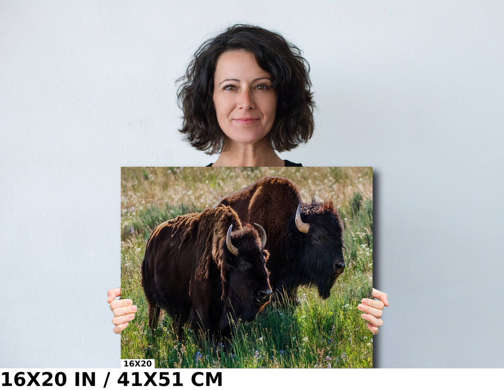 Bison Romance Metal Print: Yellowstone Buffalo Wall Art