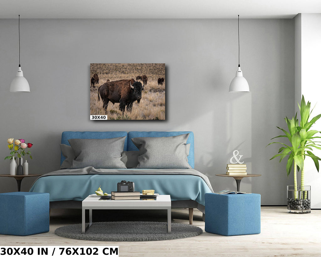 American Bison Photography: Utah Wildlife Metal Canvas Print