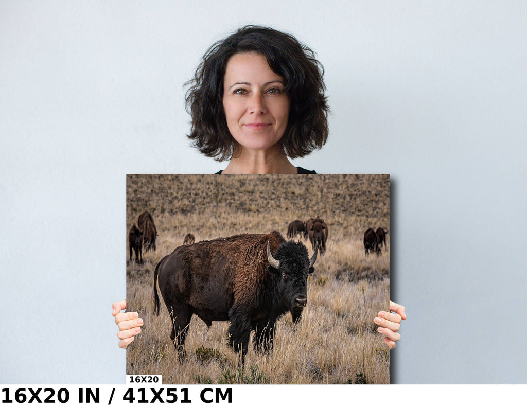 American Bison Photography: Utah Wildlife Metal Canvas Print